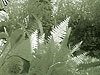 Kort's flickr infrared photo gallery