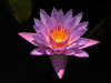 Violacious Water Lily - Webshots - Kort Kramer